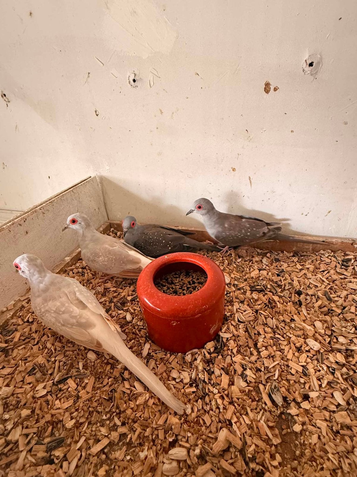 Diamantduifjes 2026, Dieren en Toebehoren, Vogels | Overige Vogels