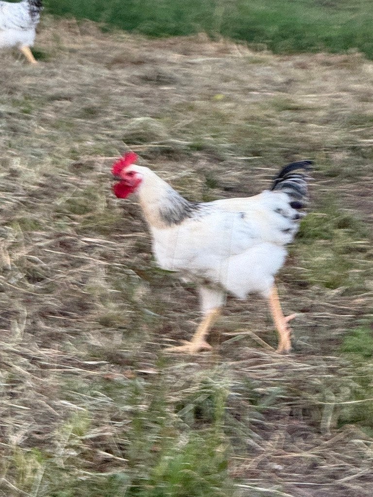 Jonge Hanen, Mannelijk, Kip