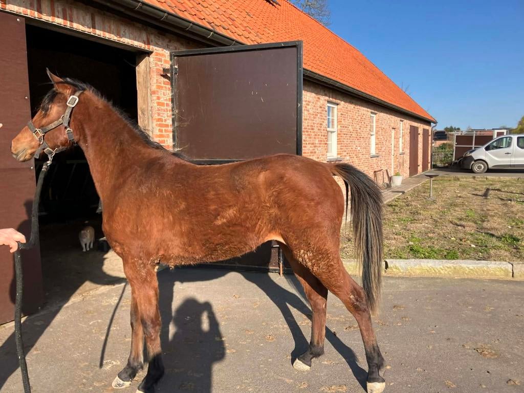 D-pony springgefokt merrie, Jument, Non dressé, Poney D (1.37 m à 1.48m), 0 à 2 ans