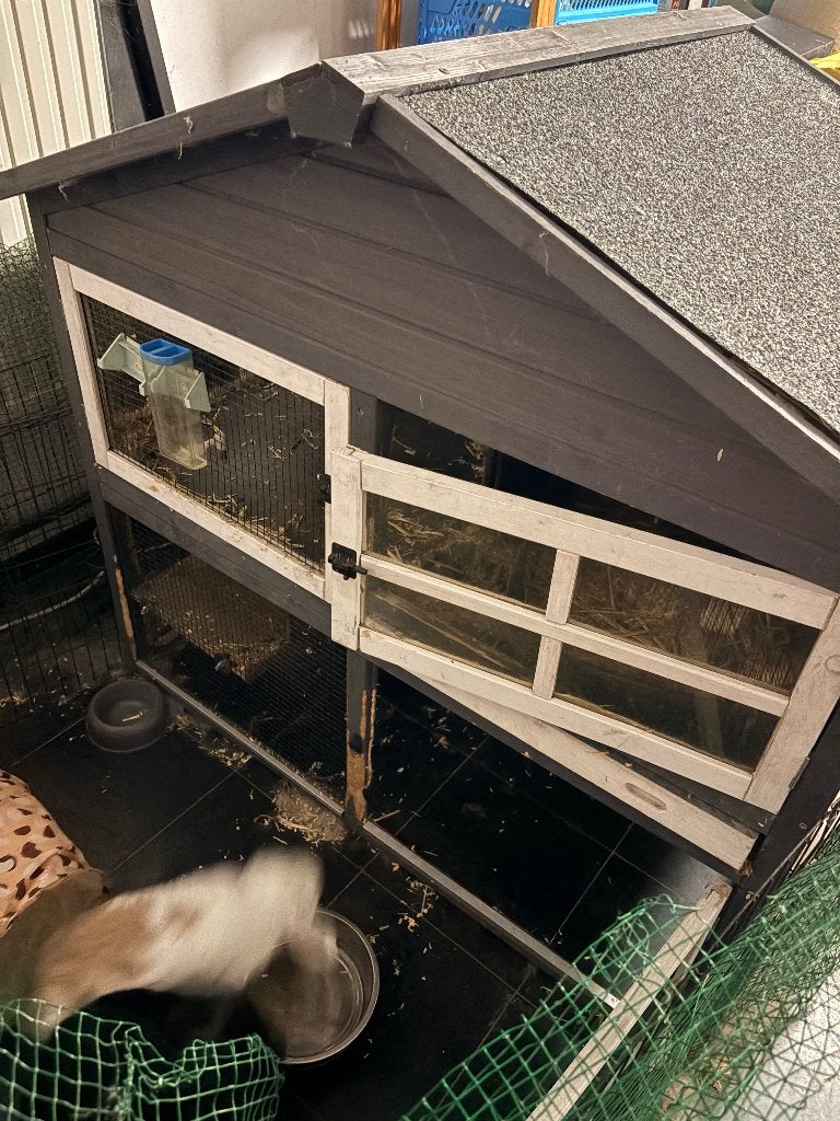 2 konijnen met hok, Dieren en Toebehoren, Middelgroot, Hangoor
