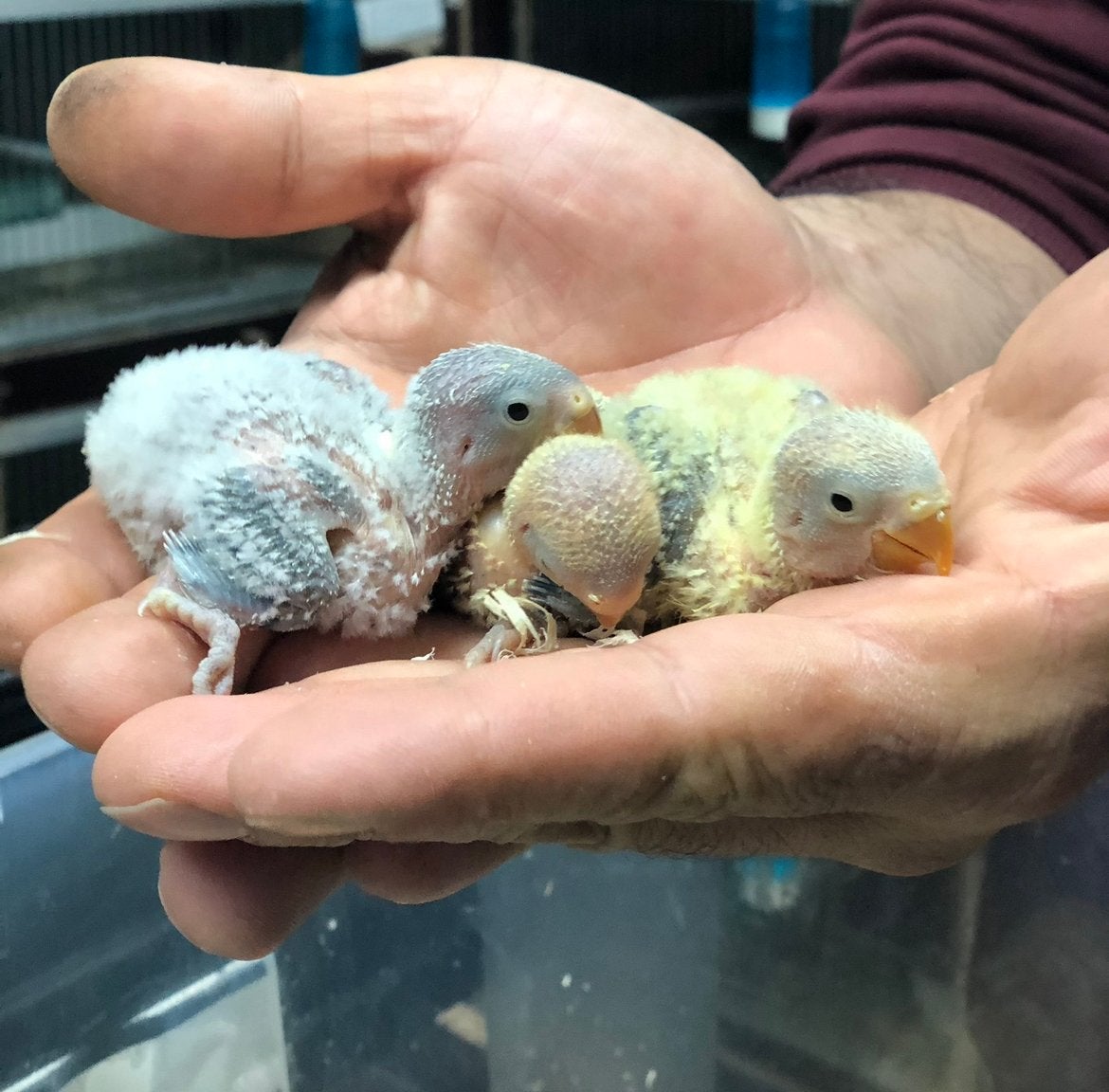 Baby dwergpapegaaien om verder met de hand groot te brengen, Animaux & Accessoires, Oiseaux | Perruches & Perroquets, Domestique