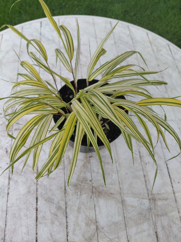 Hakonecloa Aureola, Tuin en Terras, Ophalen, Halfschaduw