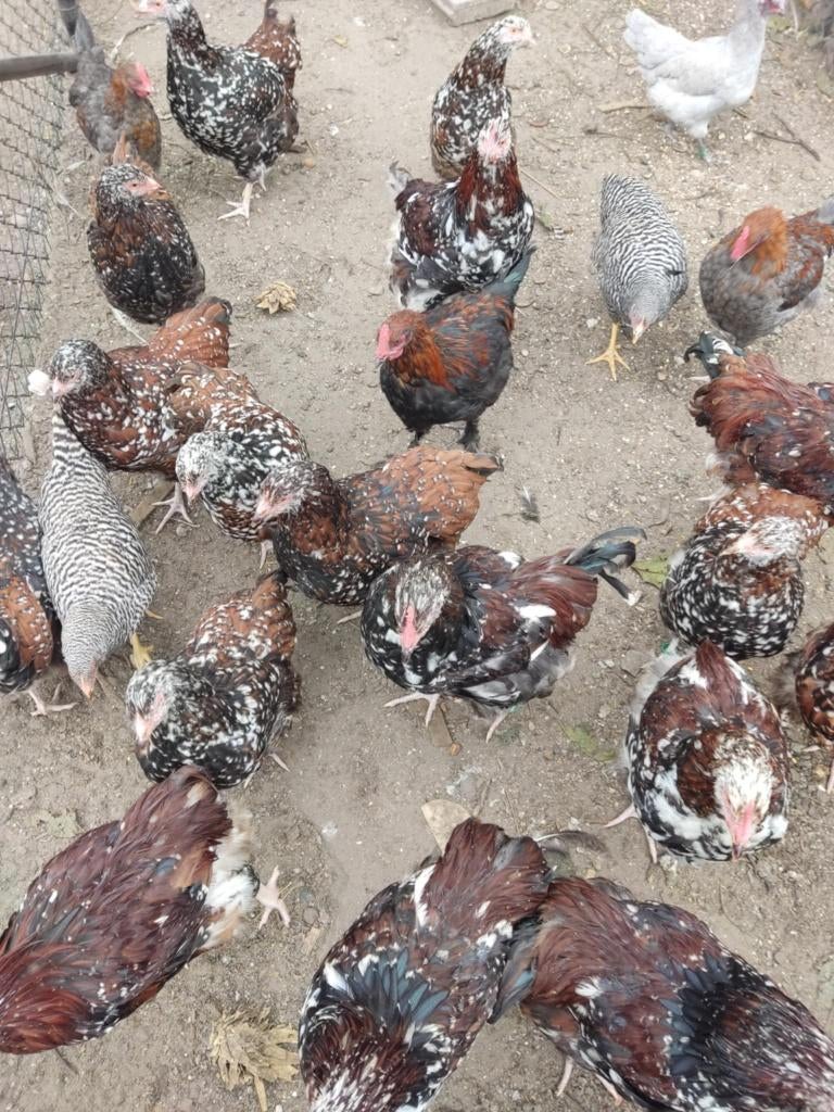 pluimvee, Dieren en Toebehoren, Pluimvee, Meerdere dieren, Kip