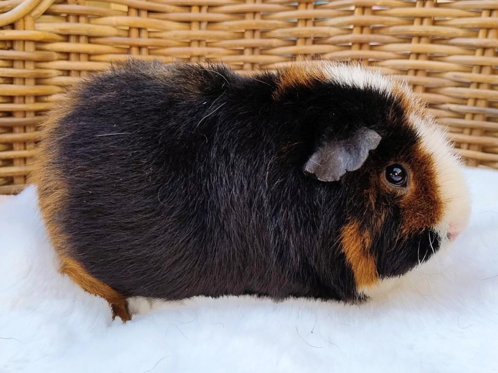 Us Teddy zeug, Dieren en Toebehoren, Knaagdieren, Februari, Vrouwelijk, Cavia