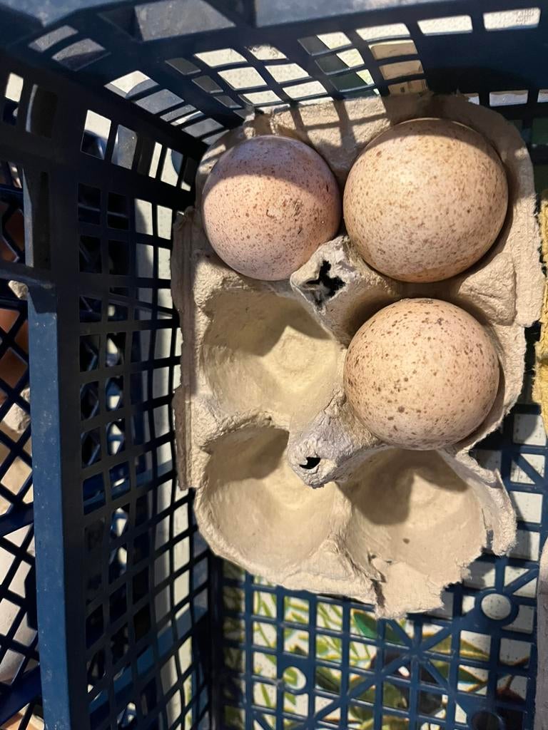 Kalkoenei van Royal Palm, Ophalen