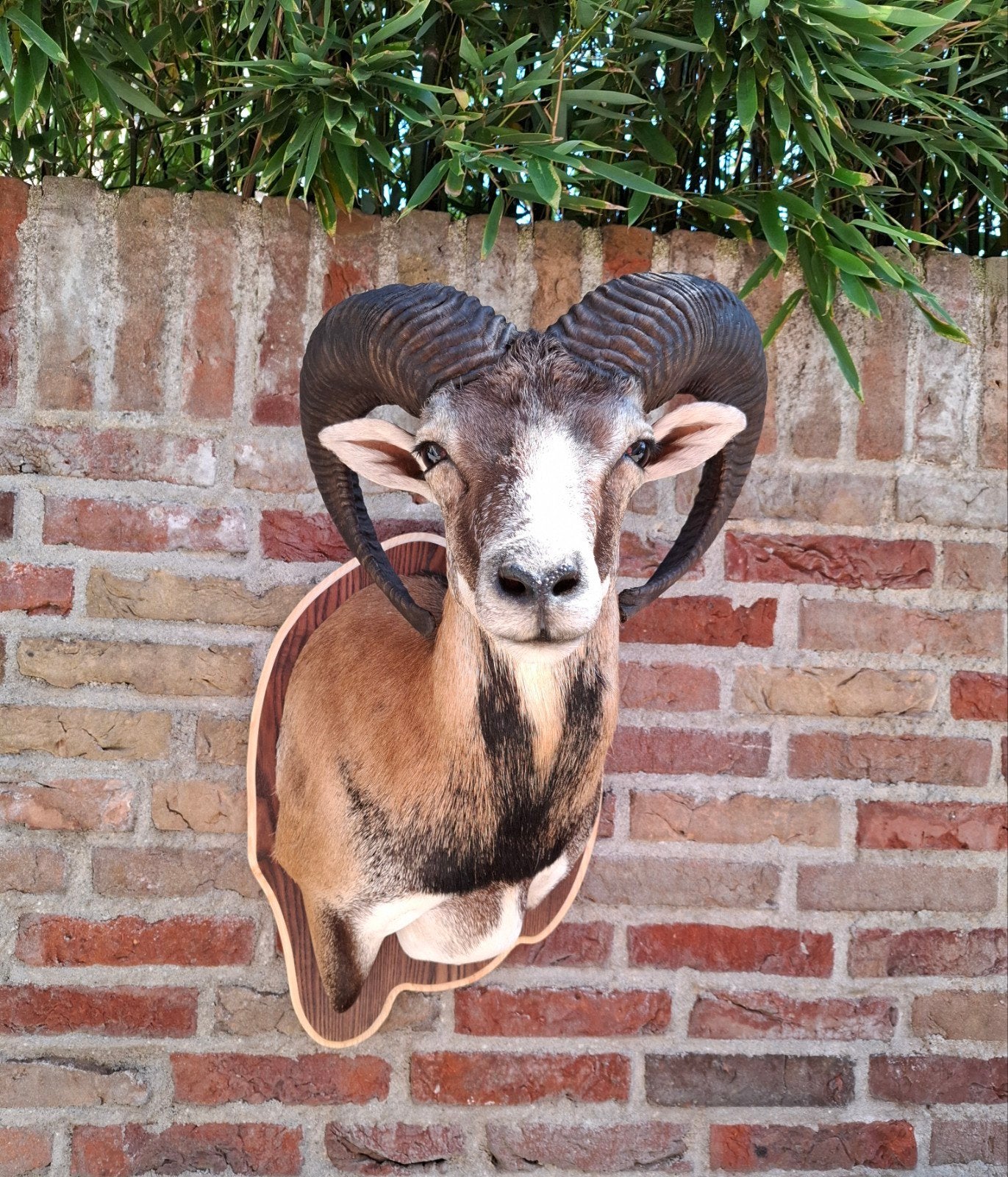 NIEUW! opgezette kop moeflon taxidermie schedel jacht gewei, Verzamelen, Dierenverzamelingen, Ophalen, Wild dier, Gewei of Kop