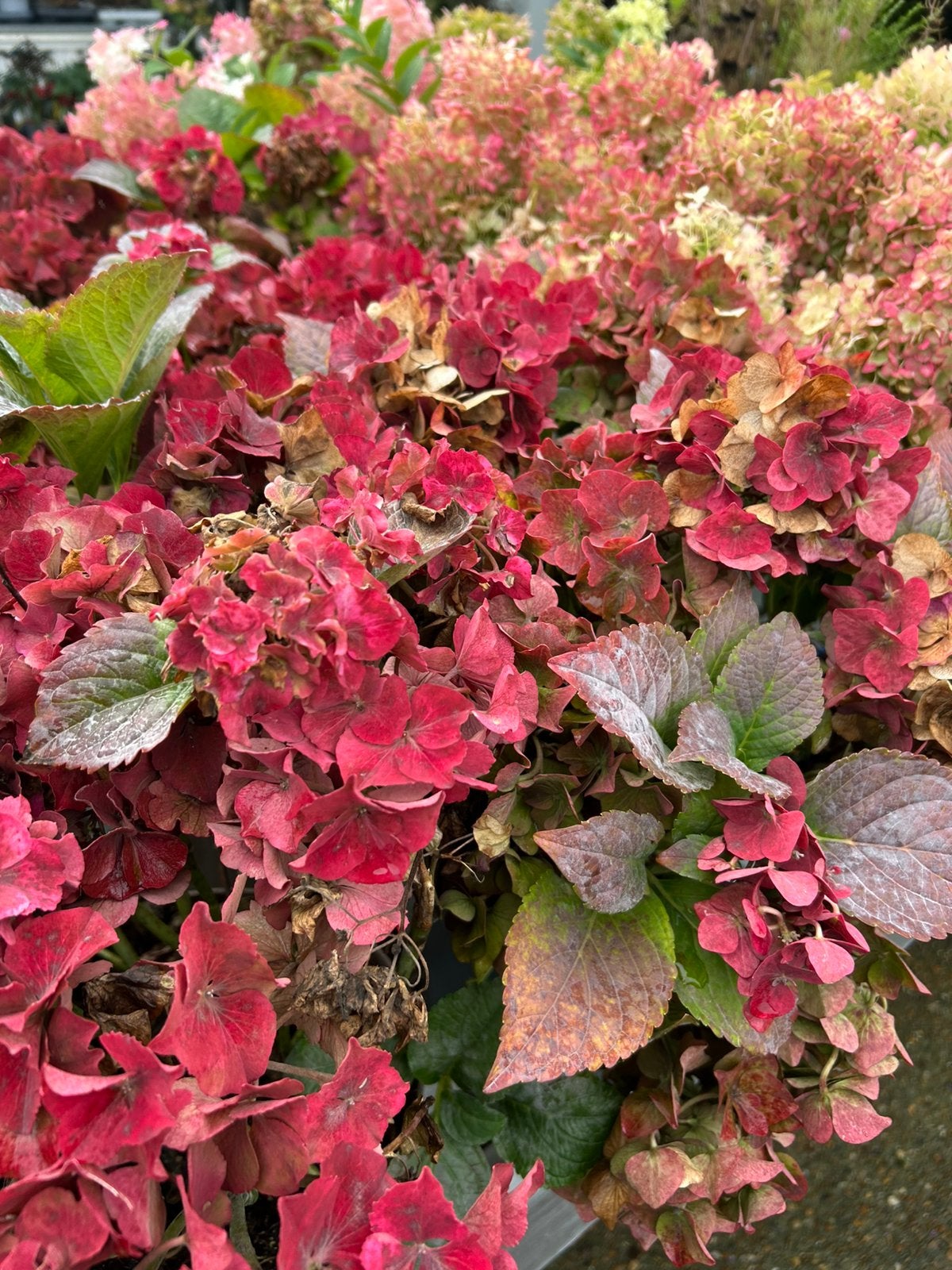 Restpartijen tuinplanten, Tuin en Terras, Ophalen