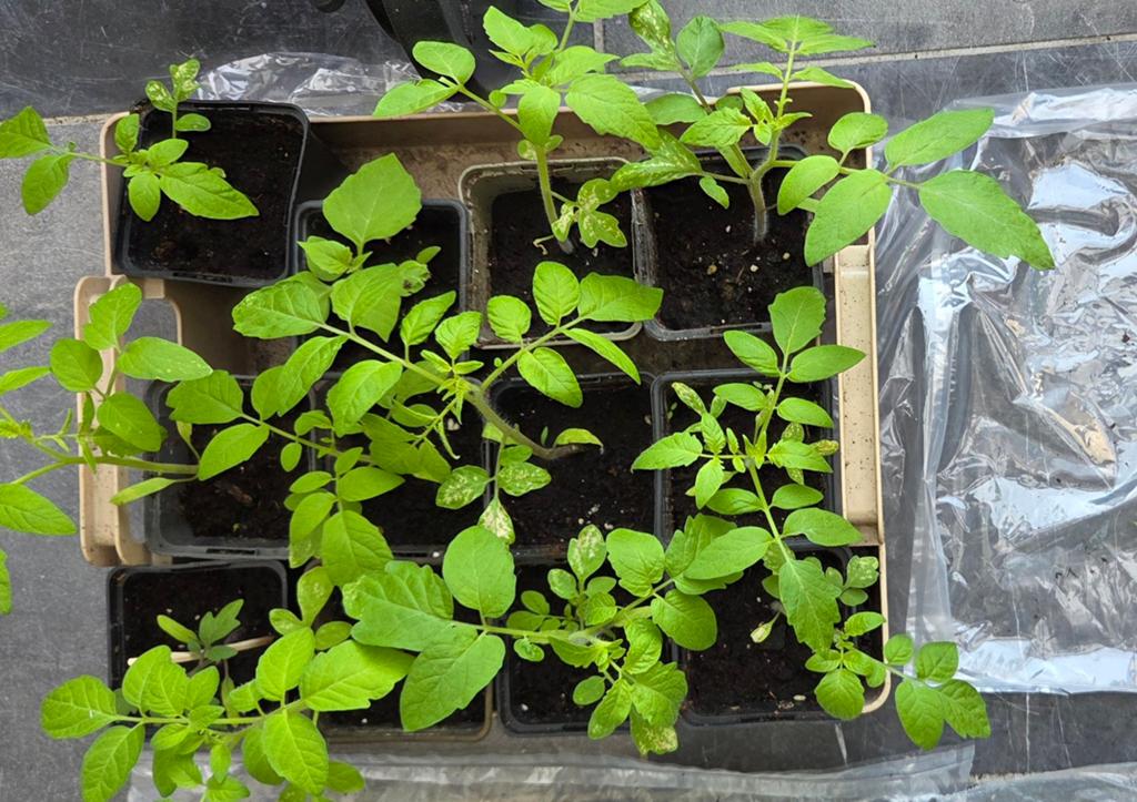 Bio kerstomaatjes plantgoed, Tuin en Terras, Ophalen