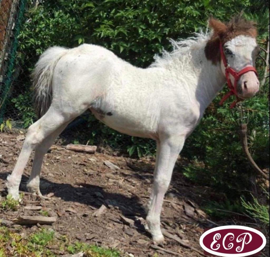 Curly horse / mini curly horses gekrulde hypoallergeen paard, Dieren en Toebehoren