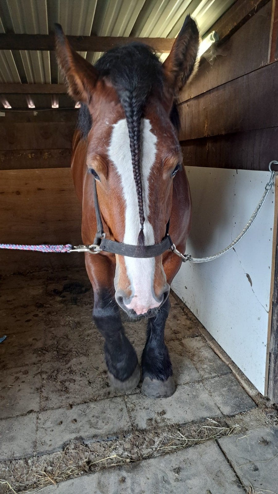 2 paarden zoeken leuke verzorger/verzorgster, Ophalen