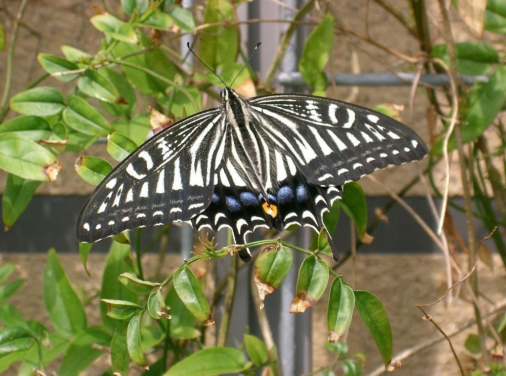 Papilio Xuthus (non inscrit à la CITES), Animaux & Accessoires, Papillons ou Chenilles