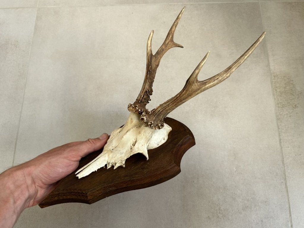 Ree gewei op plankje - taxidermie, Ophalen of Verzenden, Gebruikt, Hert, Gewei of Kop