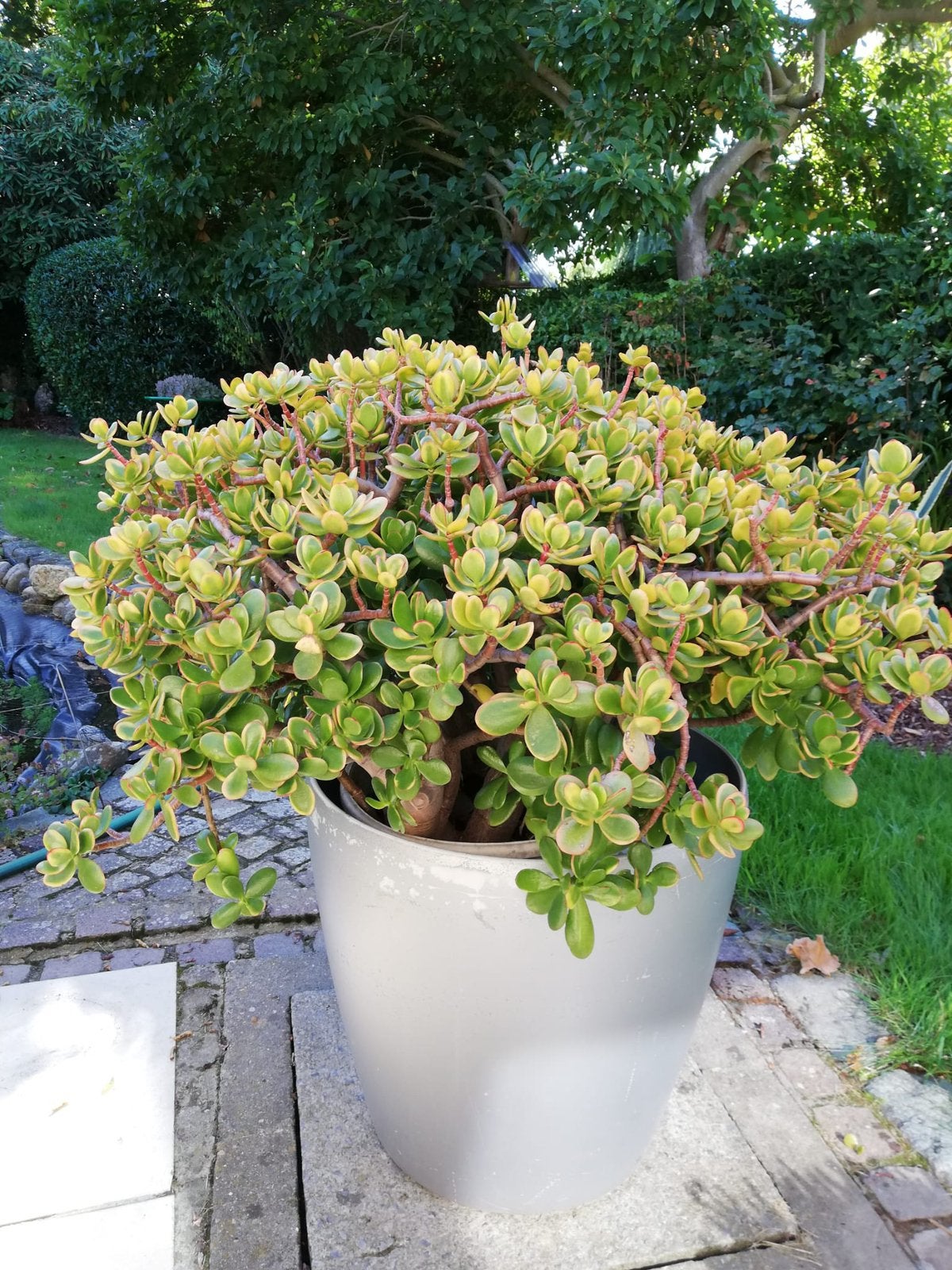 Vetplant, Maison & Meubles, Enlèvement, Plante succulente, Plein soleil