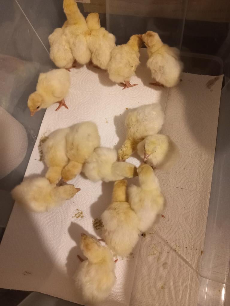 Ronquiere kalkoen kuikens, Dieren en Toebehoren