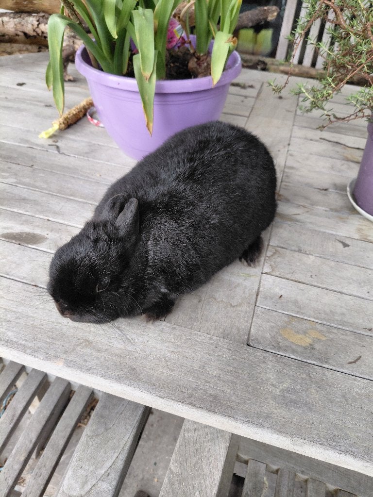 Zwart vrouwelijk volwassen kleurdwergje tam /  lief/ing.Rhd, Femelle, Petit, 0 à 2 ans