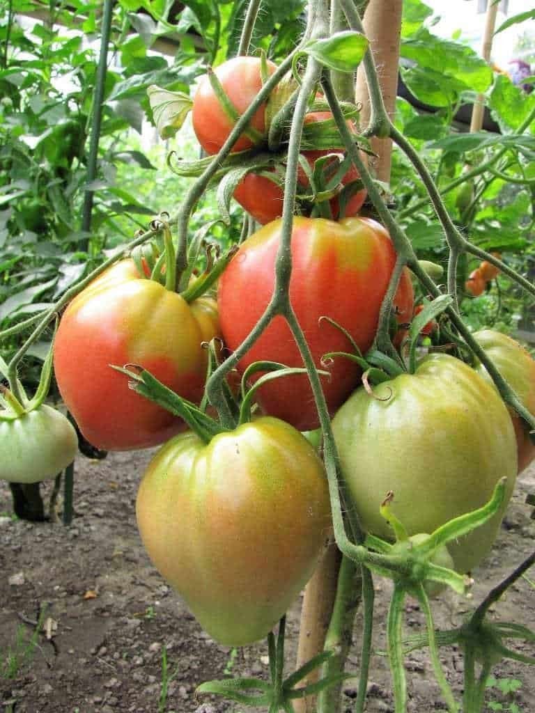 5 graines de tomate Bychok - tomate de bœuf - biologique, Envoi, Printemps, Graine