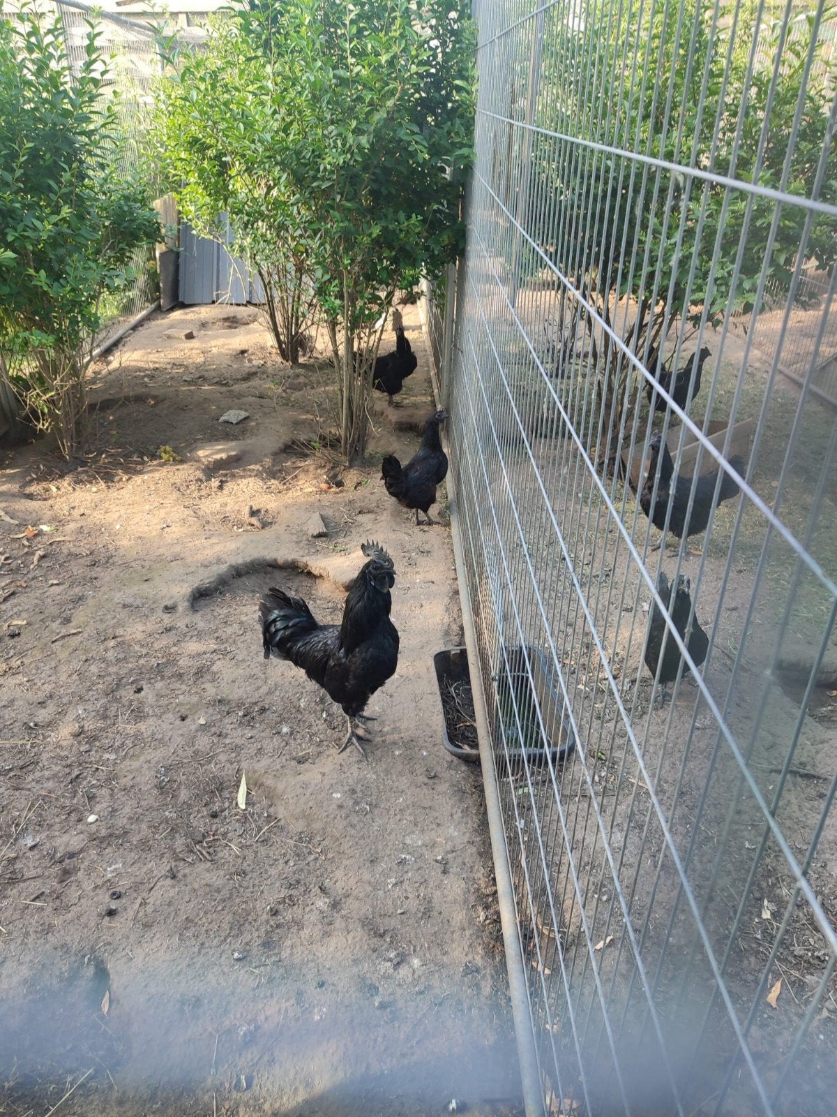 Toom Ayam cemani (haan + 4 hennen) te koop, Animaux & Accessoires, Volatiles, Poule ou poulet, Plusieurs animaux