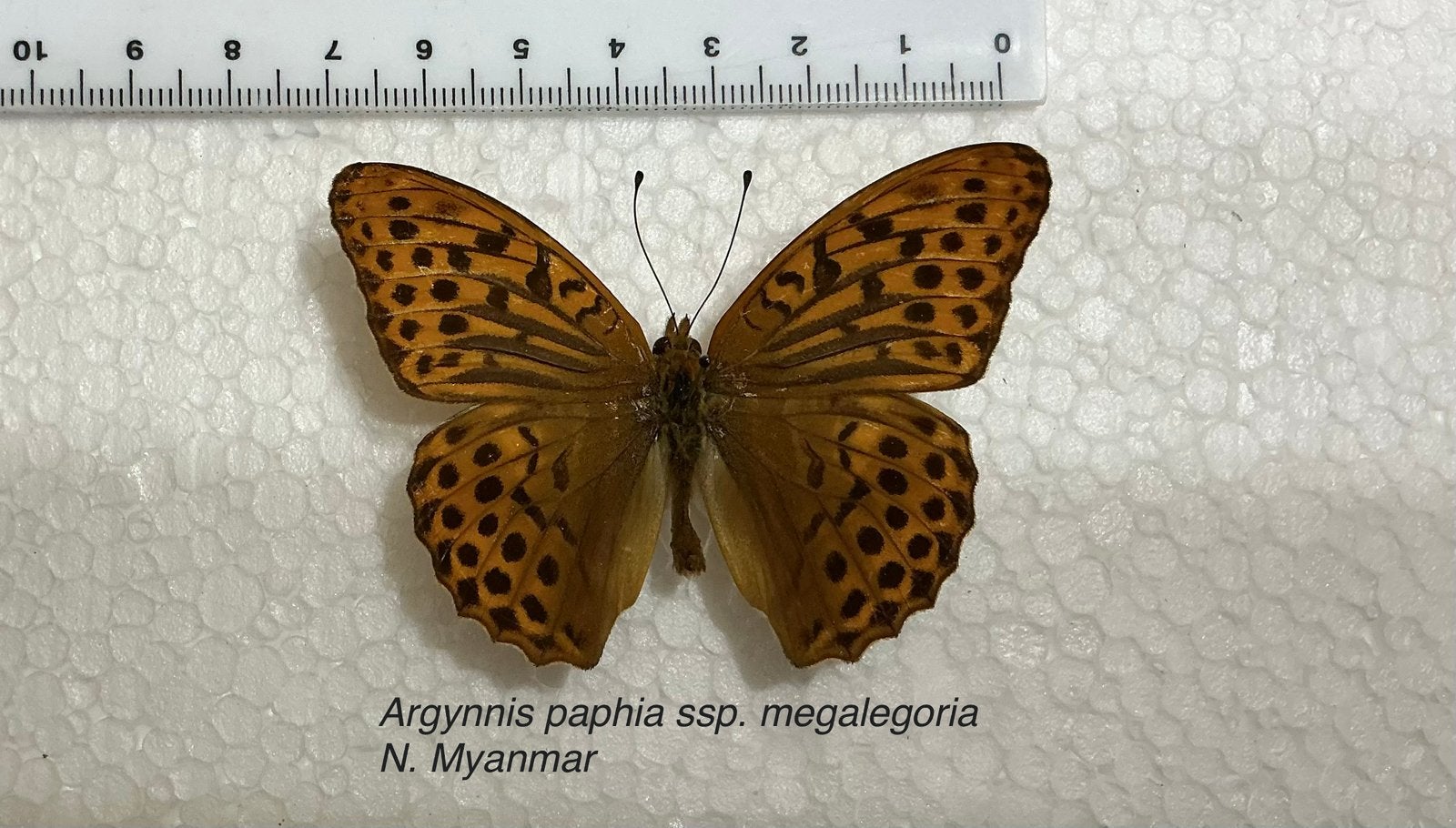 Argynnis paphia ssp. megalegoria N. Myanmar, Verzamelen, Ophalen