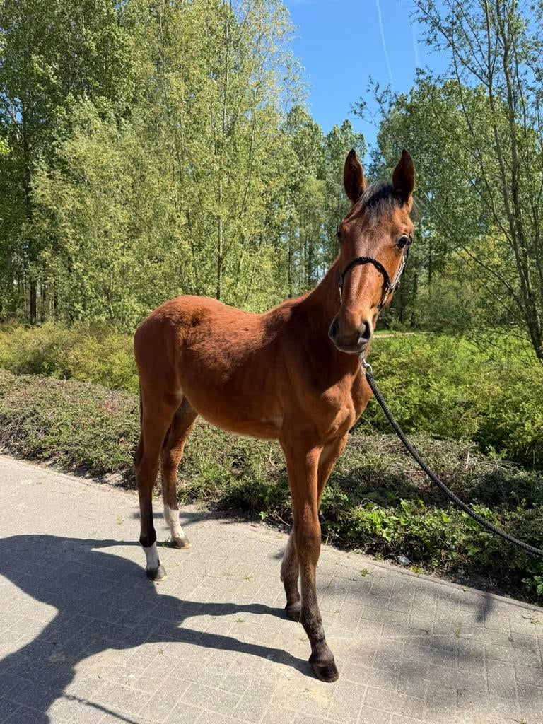 Bloedgefokte jaarling hengst Ultra Star X Chatinue, Dieren en Toebehoren, Paarden, Springpaard, Minder dan 160 cm, Met stamboom
