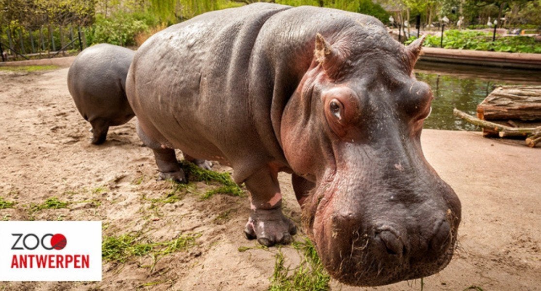 2 tickets te koop voor de zoo van Antwerpen, Tickets en Kaartjes, Recreatie | Dierentuinen
