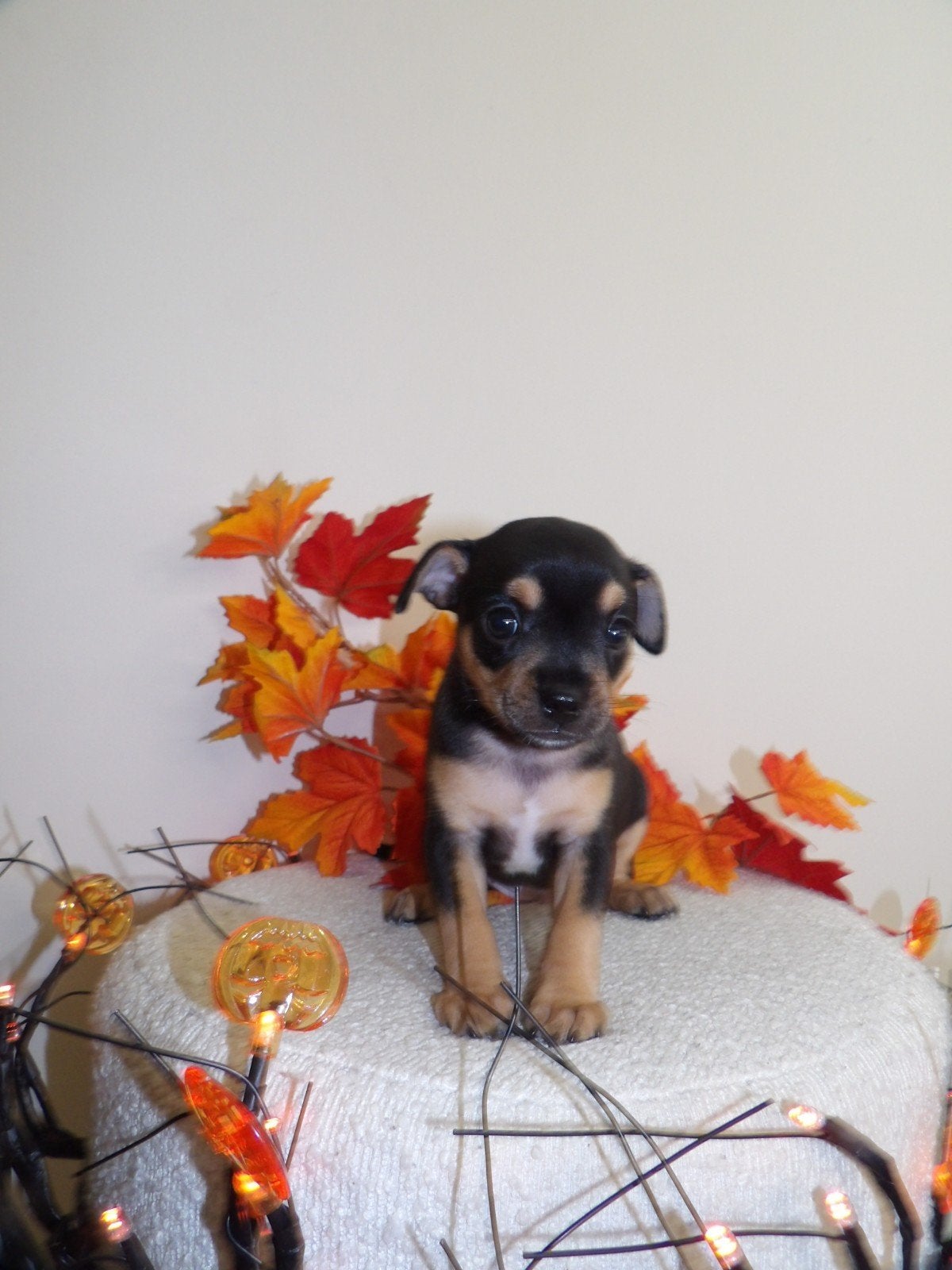 Prachtige Puppy's te koop, Septembre