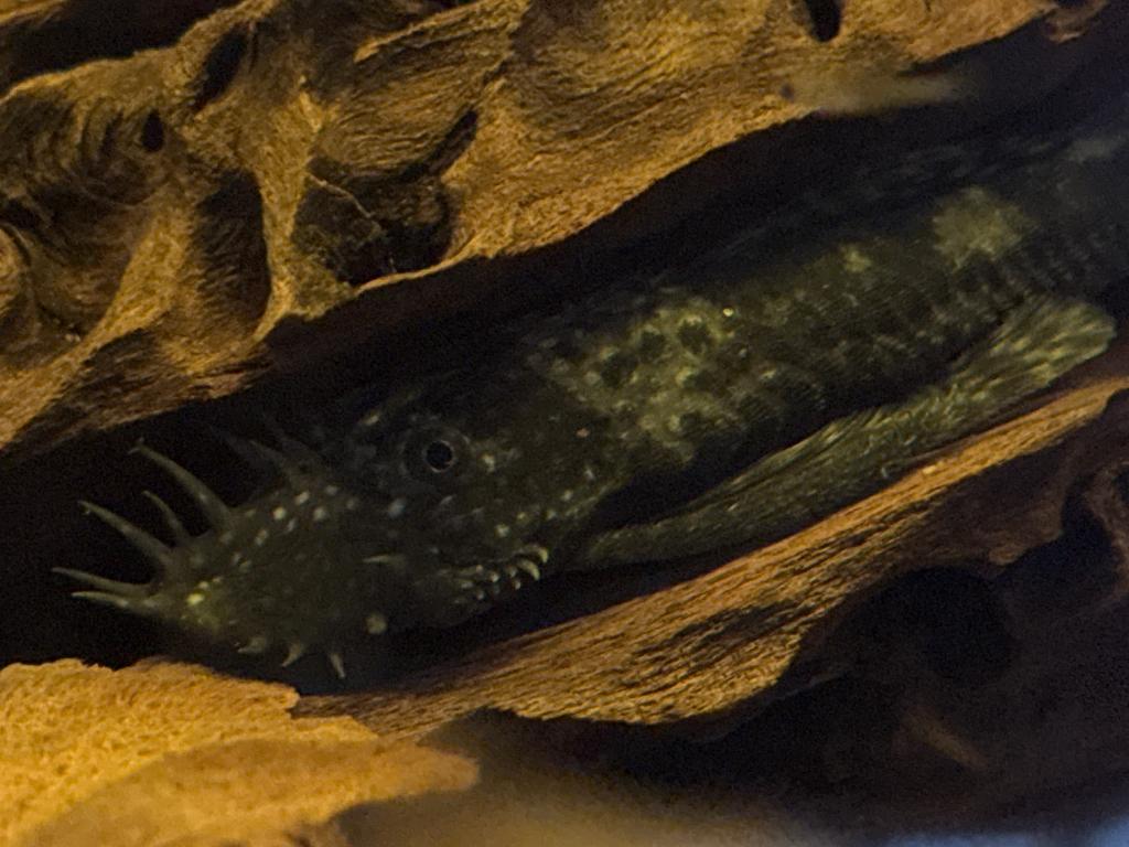 Ancistrus kweekgroep 4V+1M voor 10€, Dieren en Toebehoren, Vis, Zoetwatervis