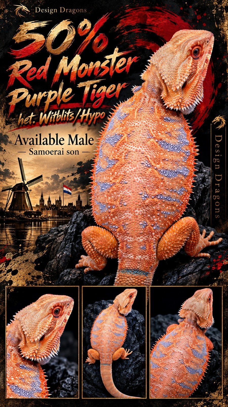50% Red Monster Purple Tiger het. Witblits/Hypo Baardagaam, Hagedis, 0 tot 2 jaar