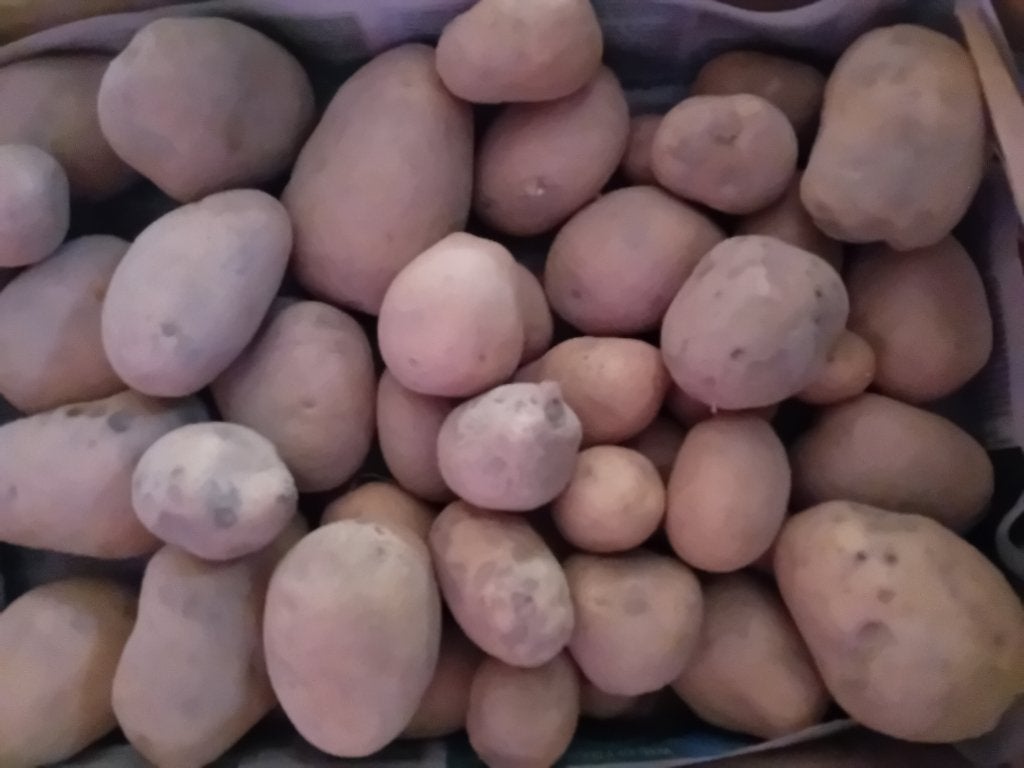 Bio aardappelen, Ophalen