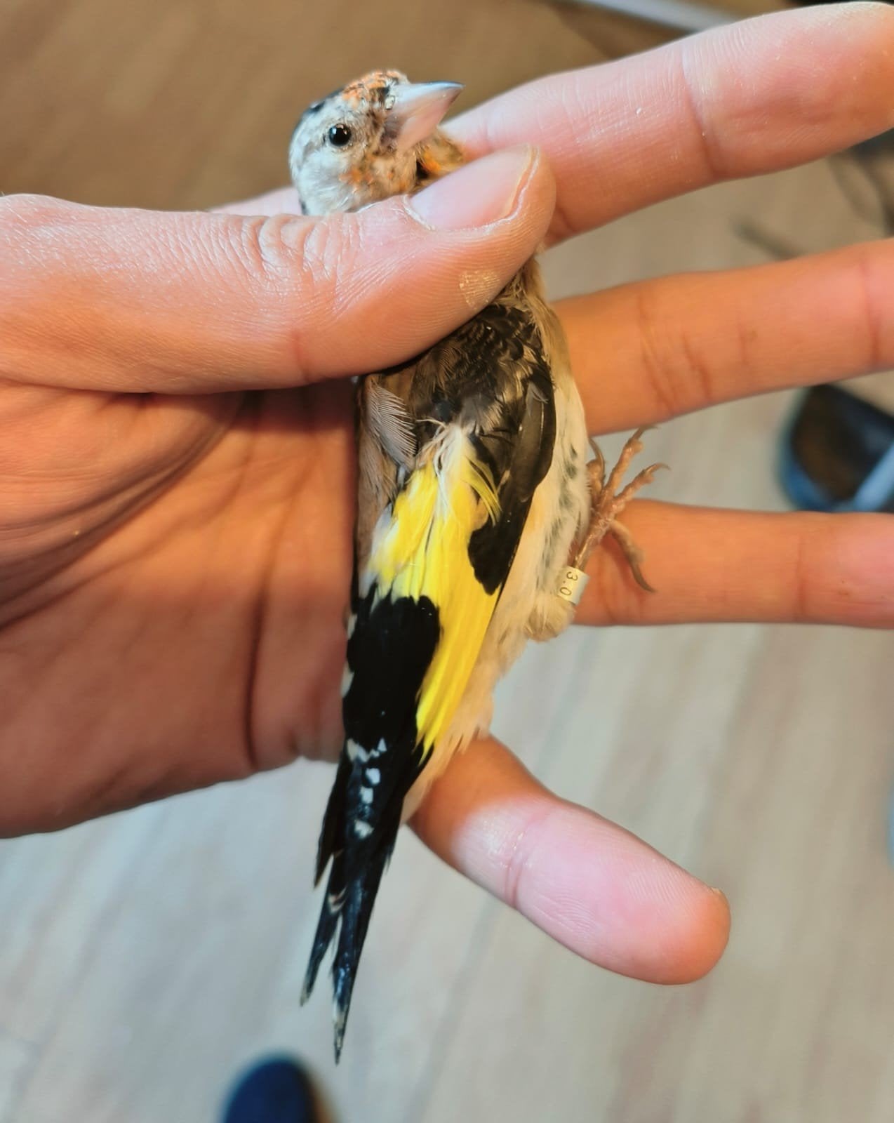 mal et femelle parva, Animaux & Accessoires, Femelle