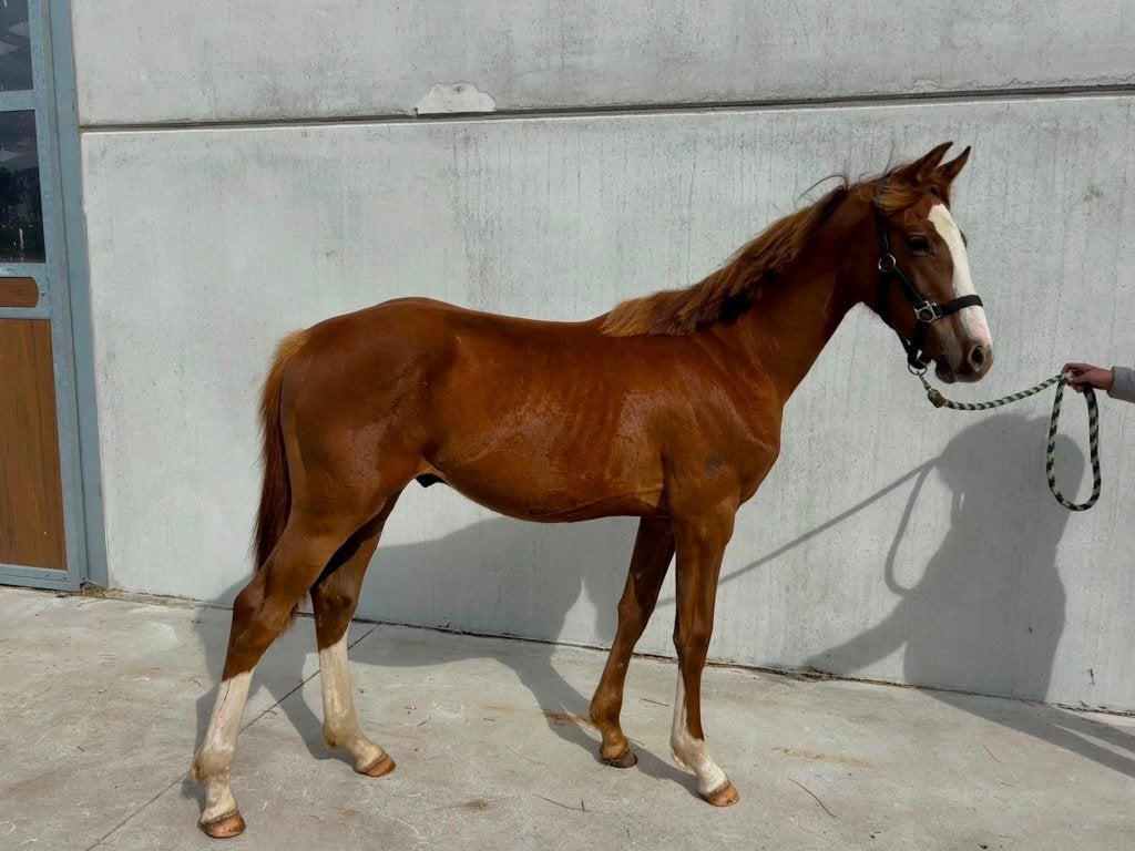 Cheval, Dieren en Toebehoren, Paarden, M