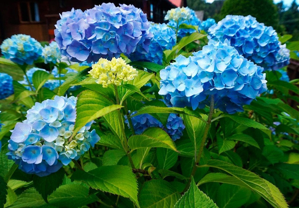 HORTENSIA BLEU - 8 boutures du 08/2026 - 5 EUR le panier, Enlèvement, Hortensia, Moins de 100 cm