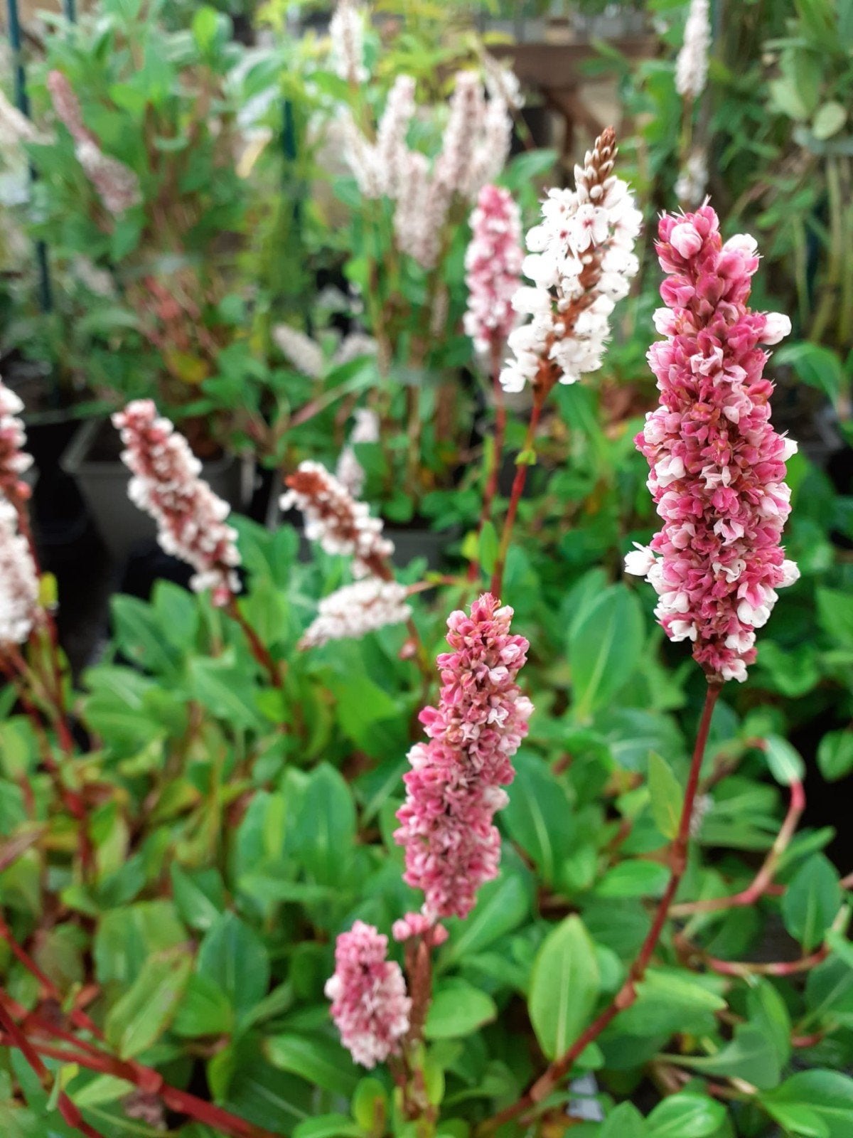 Persicaria Kabouter, Tuin en Terras, Ophalen