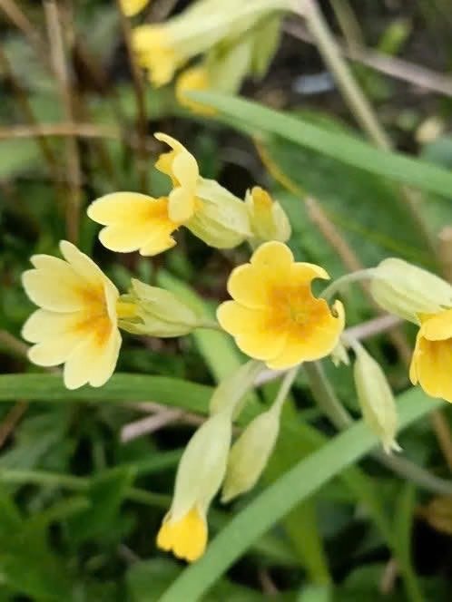 Primula Veris ( halfschaduw ), Autres espèces, Printemps, Enlèvement, Plante fixe