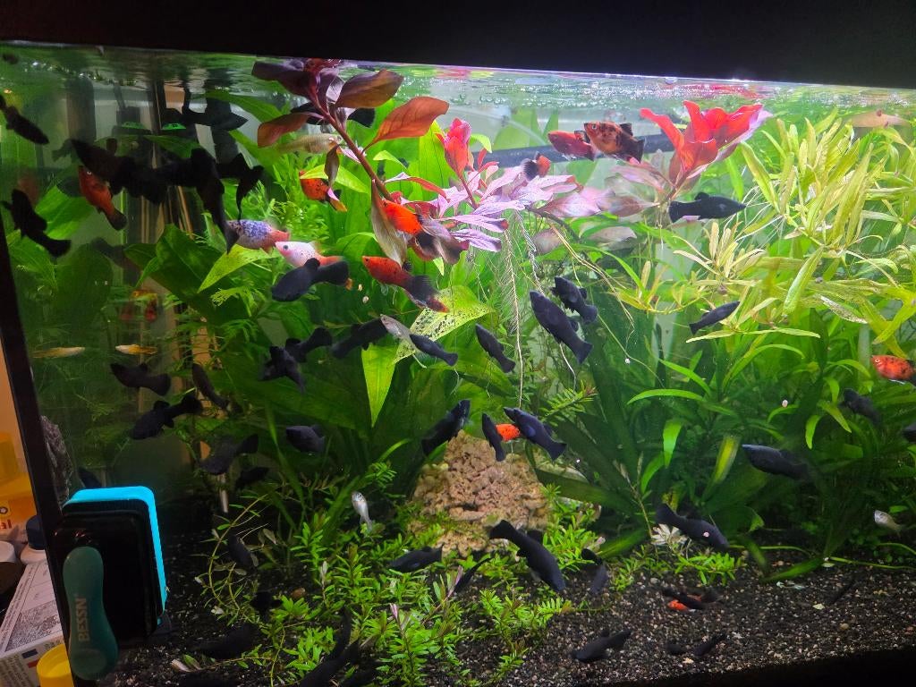black molly ruilen, Vis, Zoetwatervis