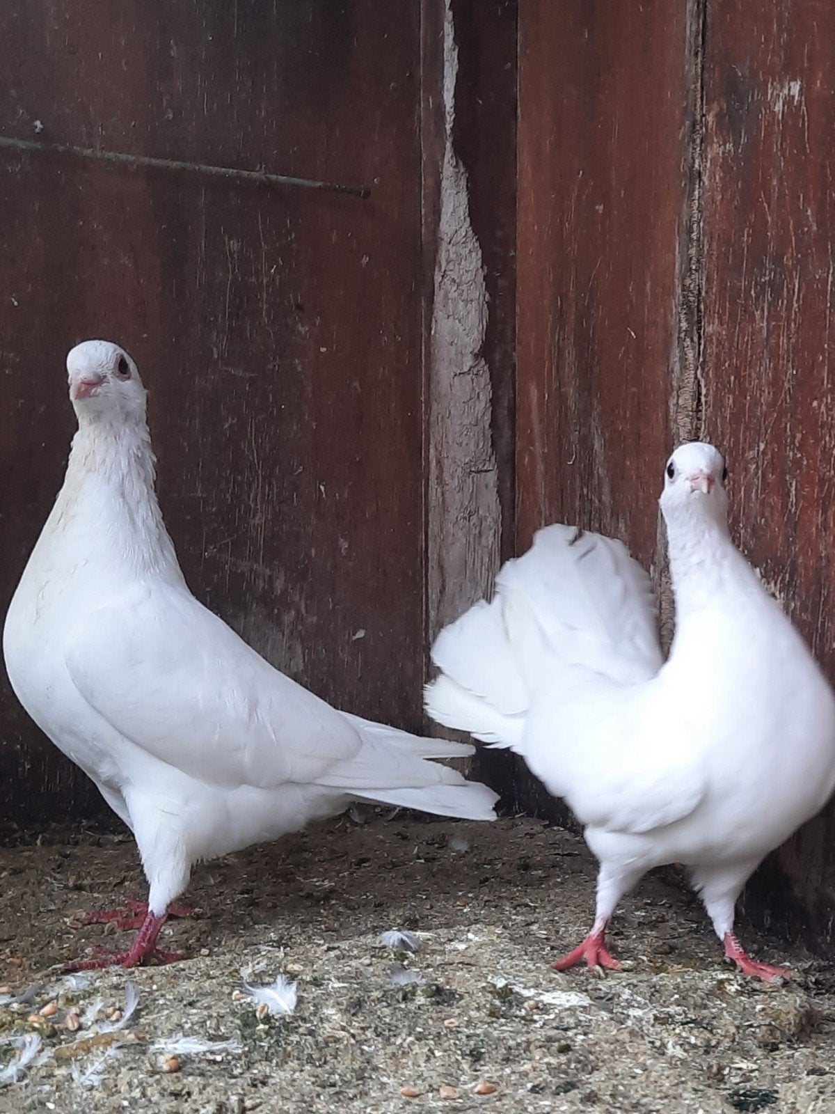 pigeons de mariage, Animaux & Accessoires, Oiseaux | Pigeons