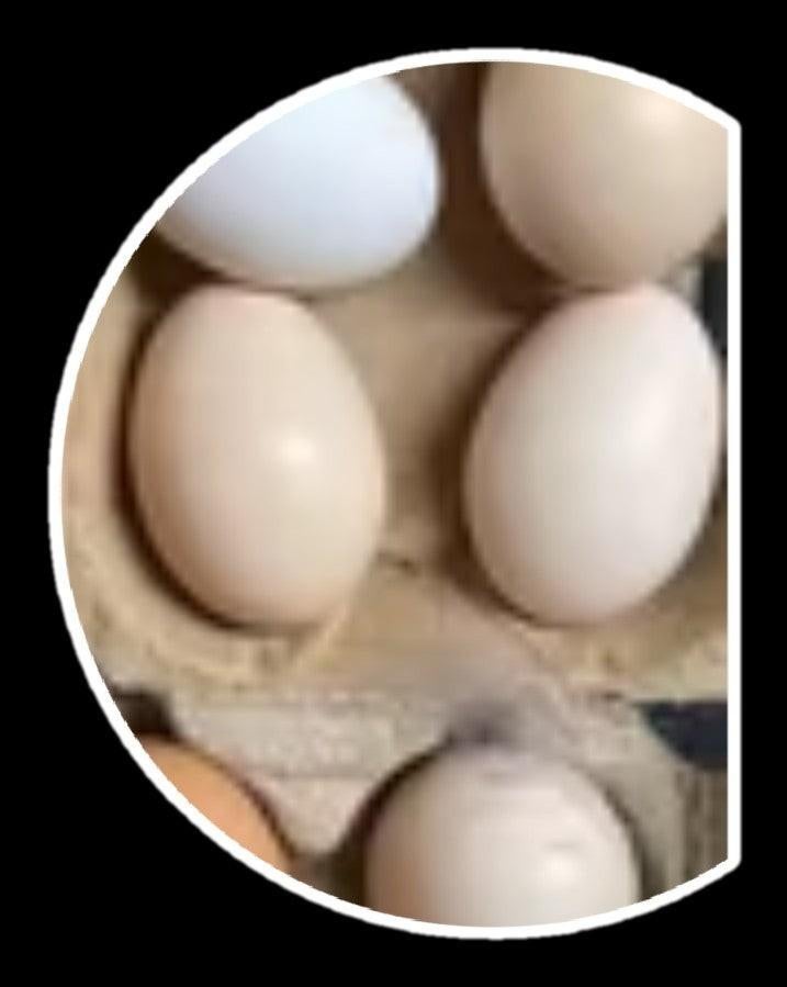 Broedeieren - goed moment, Ophalen of Verzenden