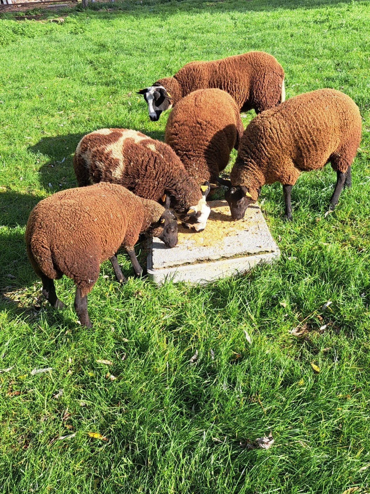 brebis Sheep_5 à vendre., Animaux & Accessoires, Mouton