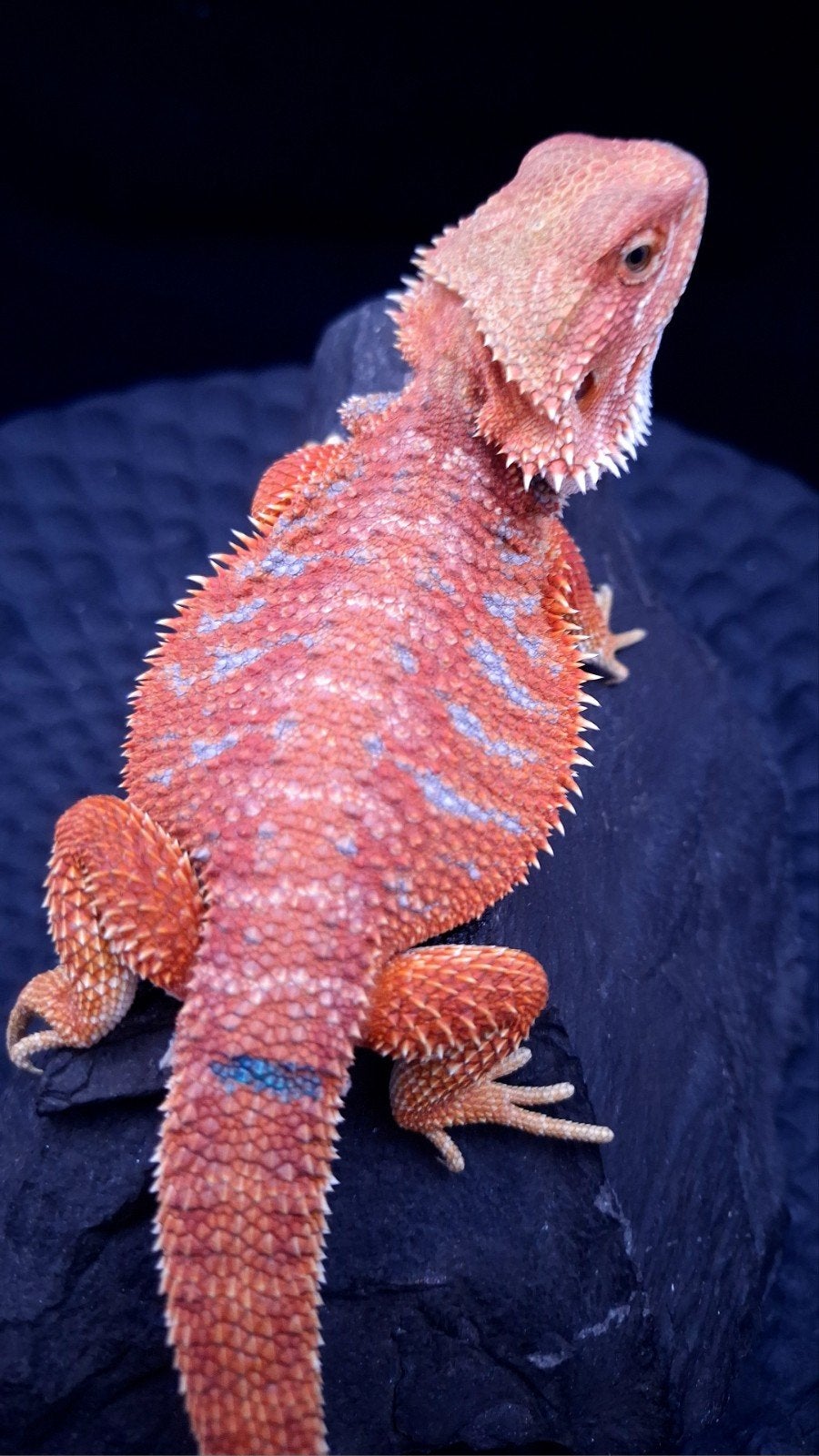 Red Hypo G-Stripe Blue Tiger Baardagaam Man, Hagedis, 0 tot 2 jaar