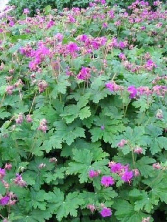 Geranium ooievaarsbek, vaste plant, roze, Tuin en Terras, Planten | Tuinplanten, Ophalen, Bodembedekkers, Volle zon, Vaste plant