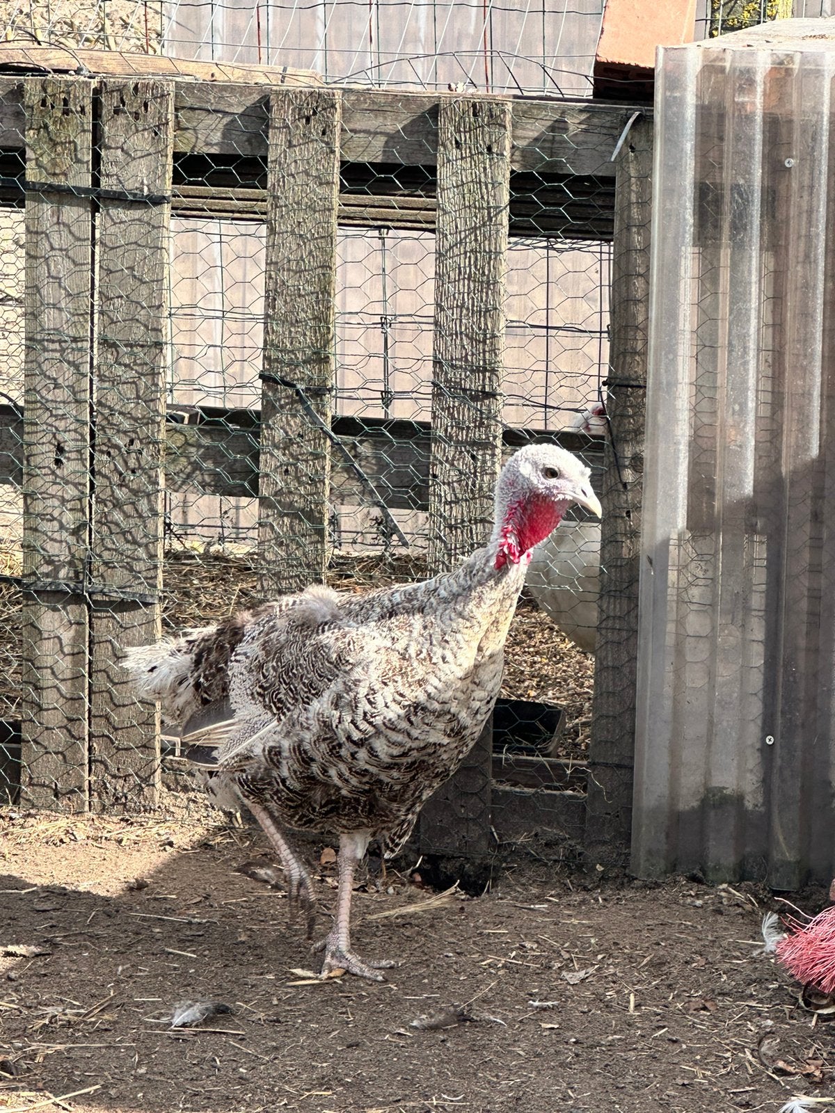 Kalkoen hen, Dieren en Toebehoren, Kalkoen