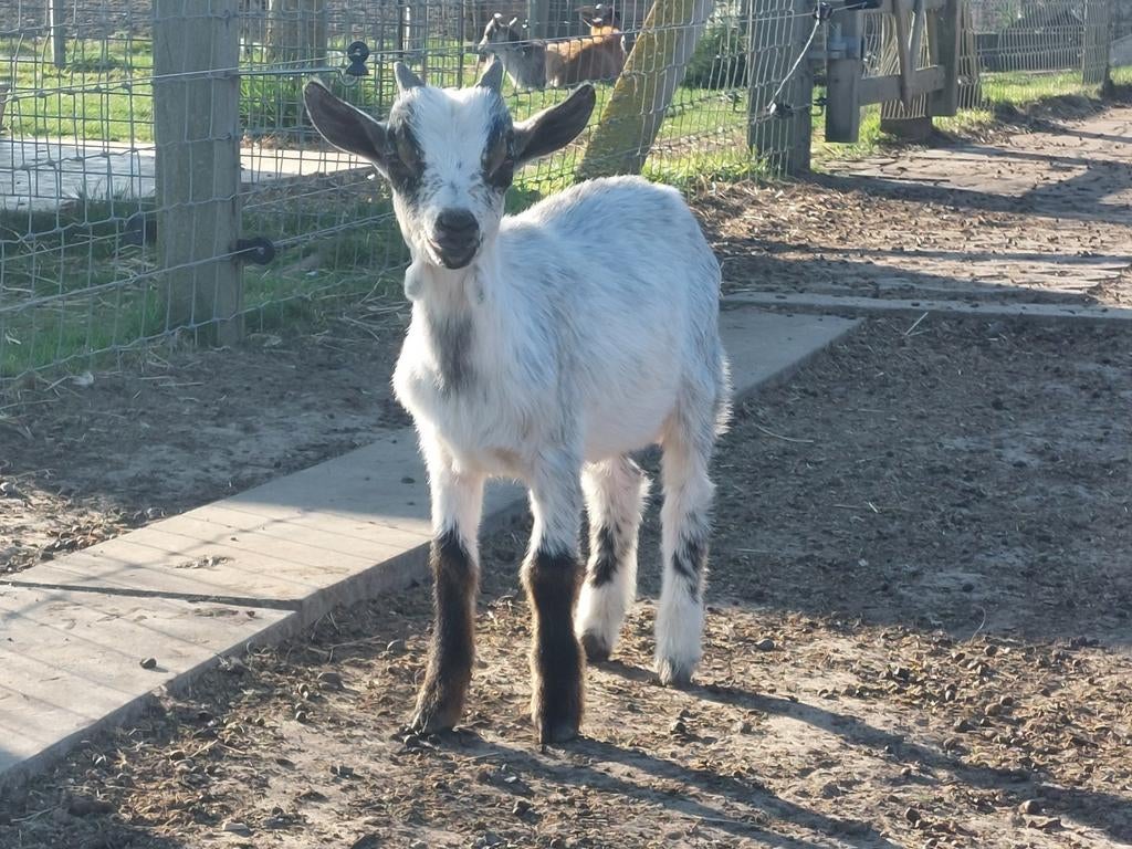 Hermelijn bokje., Mannelijk, Geit, 0 tot 2 jaar