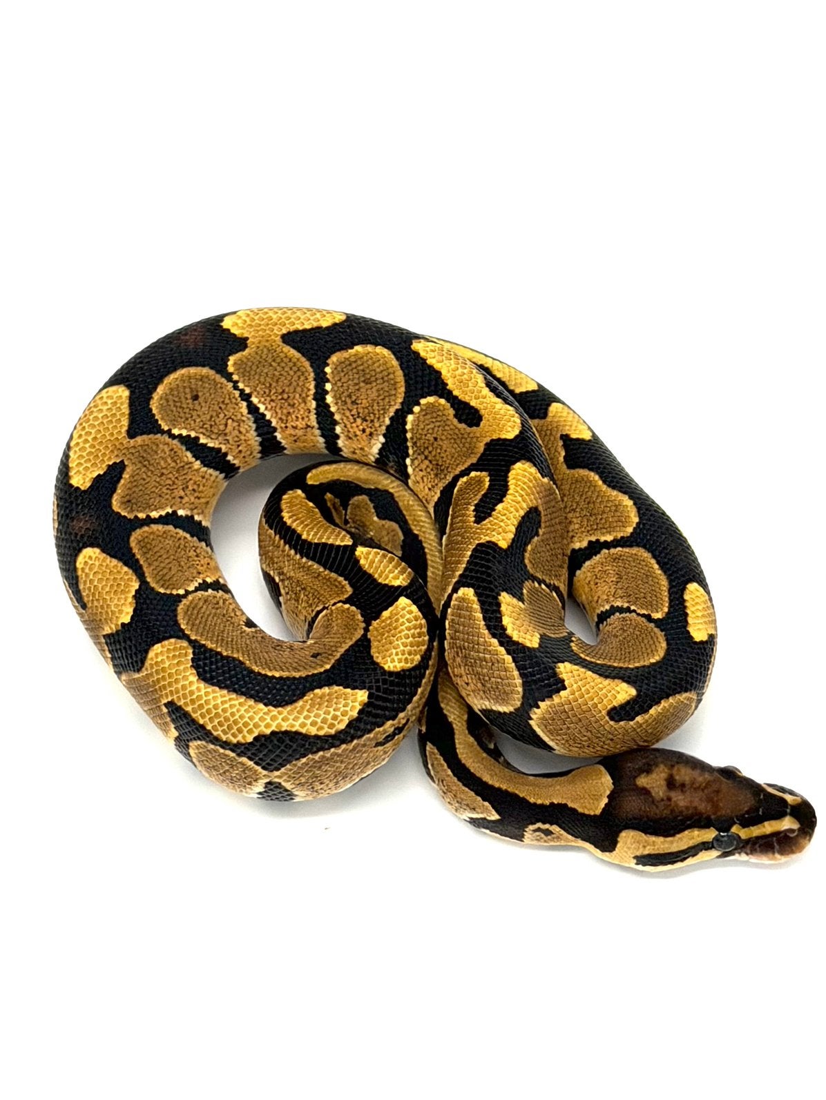 0.1 Het Hypo 66%het Puzzle Ball Python - female for sale from GenX