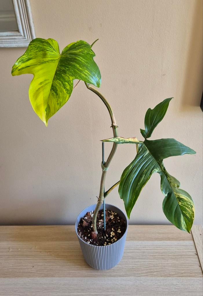 Philodendron florida beauty, Huis en Inrichting, Kamerplanten, Ophalen