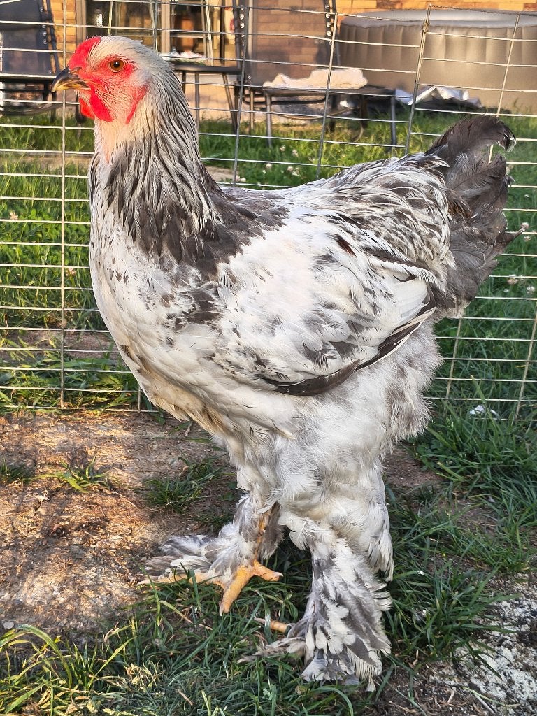 Brahma blanc herminé noir/bleu, Enlèvement