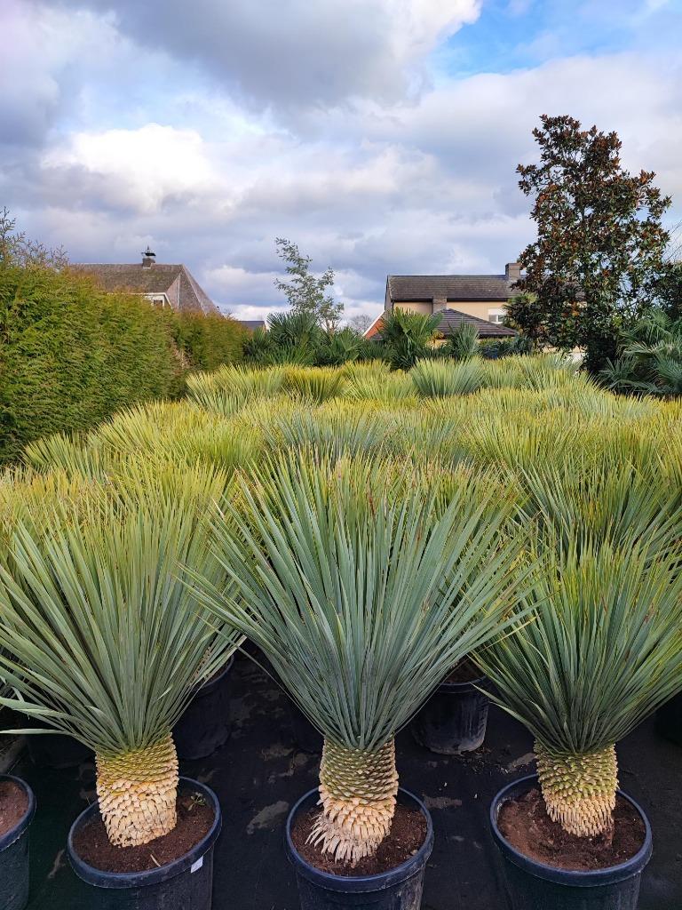Yucca rostrata winterhard, Volle zon, Vaste plant, Zomer, Ophalen