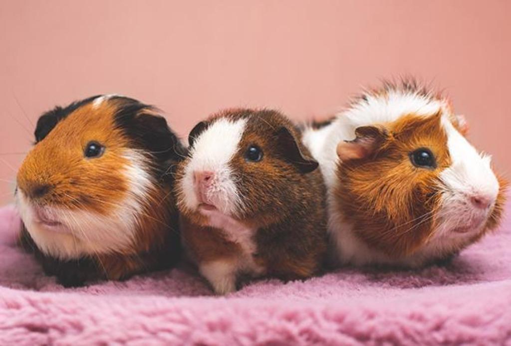 cavia , cavia's, ruime keuze in verschillende kleuren, Février, Cobaye, Domestique
