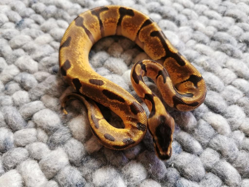 1.0 Koningspython; python regius; Super Enchi, Dieren en Toebehoren, Slang, Tam, 0 tot 2 jaar