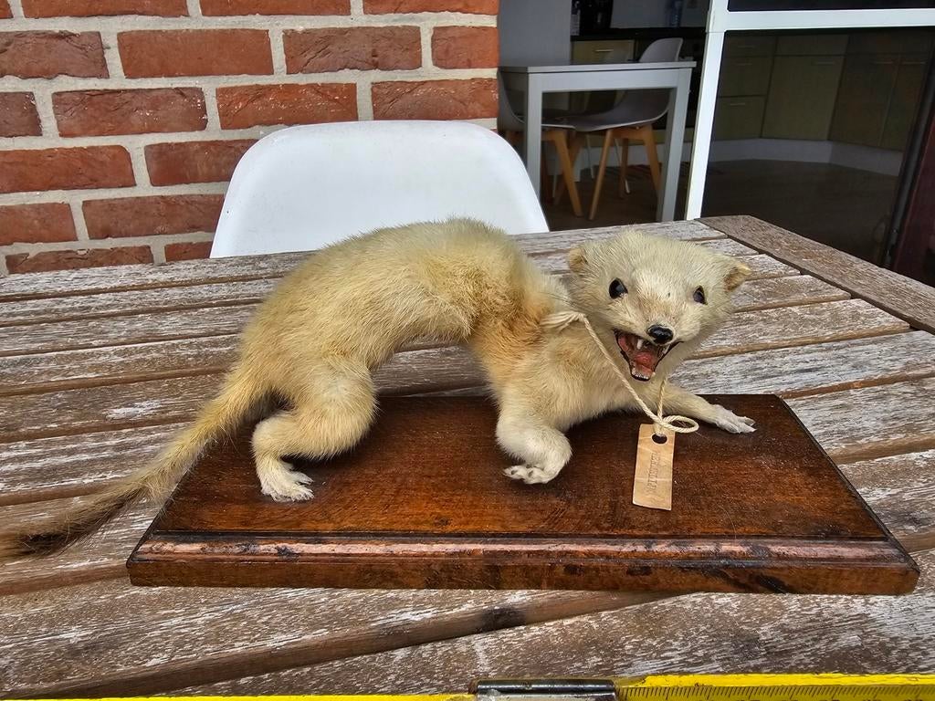 Opgezette hermelijn - taxidermie, Enlèvement ou Envoi, Comme neuf