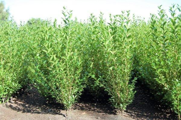 Ligustrum ovalifolium environ 2 m, Enlèvement