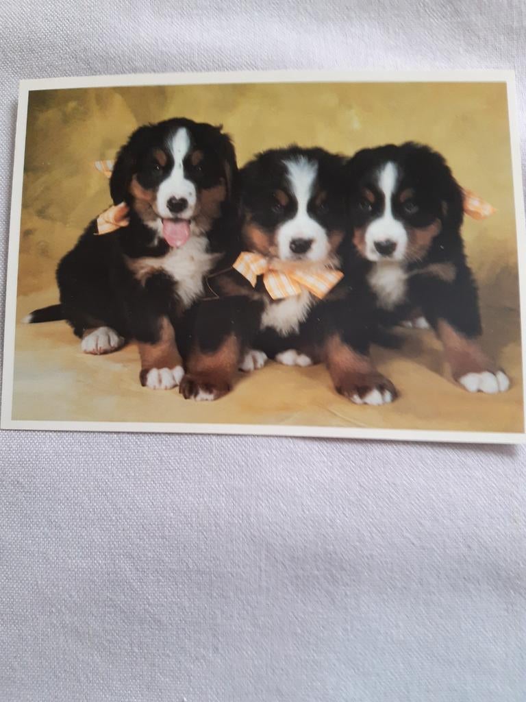 Postkaart (Hondjes), Collections, Cartes postales | Animaux, Envoi, Non affranchie, Chien ou Chat